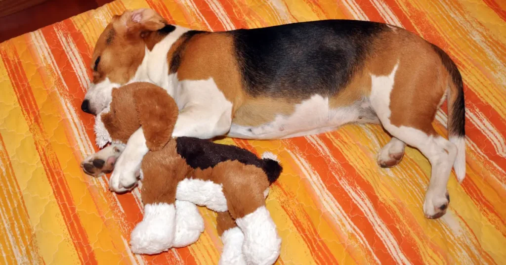 Beagle lying on a bed clutching a plush toy, showing the mothering behavior seen in false pregnancy in dogs