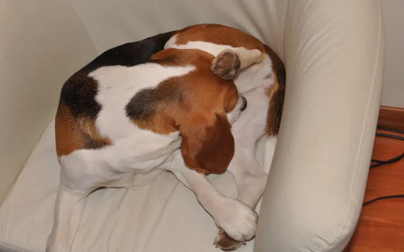 Beagle trying to relieve discomfort at her nipples, a sign that false pregnancy in dogs can require veterinary care