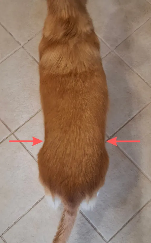 Toller photographed from above with arrows showing the waist check used to tell if a dog is overweight