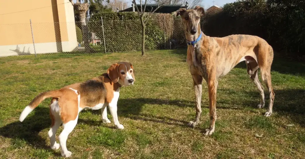 Beagle and Greyhound standing side by side outdoors, illustrating how to tell if your dog is overweight across different body types