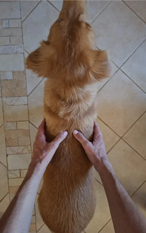 Trainer's hands feeling a Toller's ribs from above, demonstrating the hands-on check for how to tell if your dog is overweight