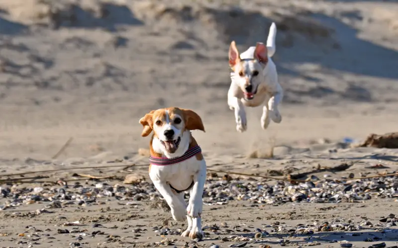 Beagle running at full speed on the beach with a playmate, showing the kind of movement that helps a dog stay at a healthy weight