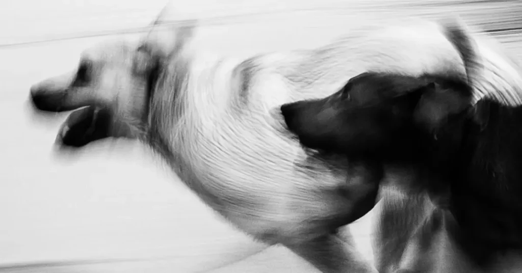 Black-and-white long-exposure photo of two dogs in motion, illustrating the abnormal restlessness of a hyperactive dog