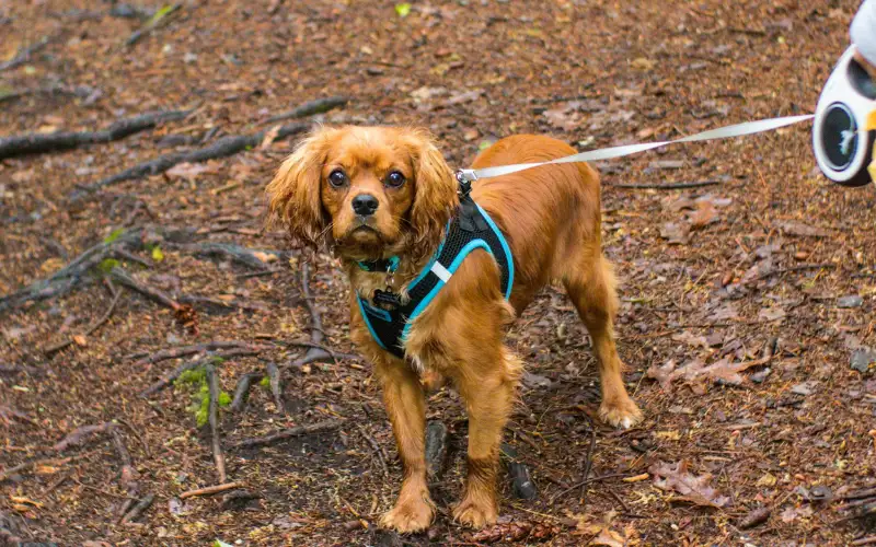 Small dog standing on fallen autumn leaves, held by a retractable leash with its thin cord and reel handle visible