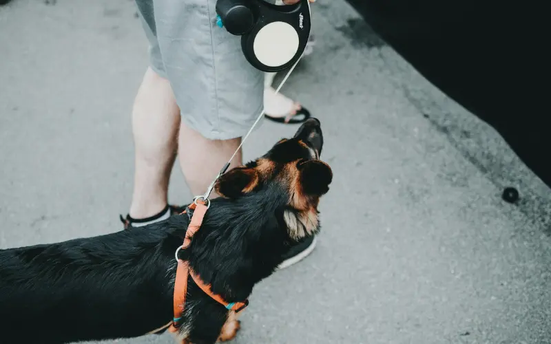 Overhead view of a dog walking next to its owner, attached to a retractable leash clipped to a harness