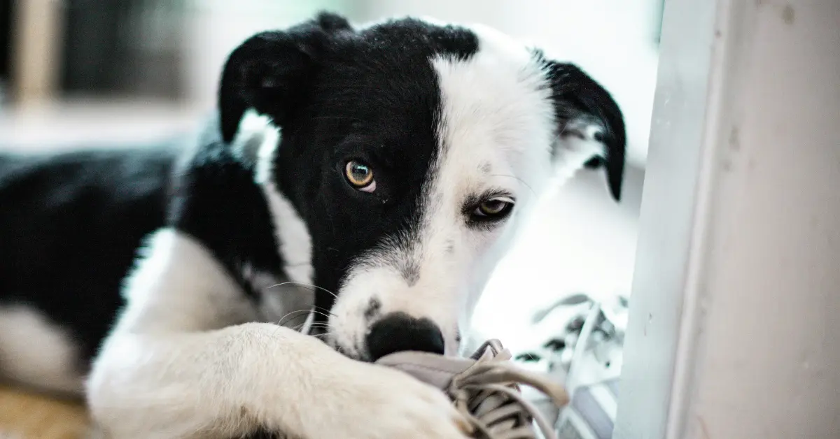 Small black-and-white mixed-breed dog chewing a shoe, an example of why is my dog so destructive