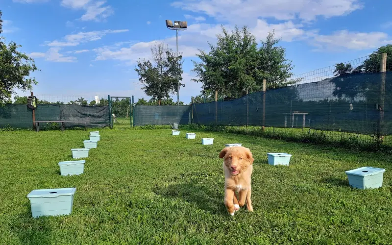Young Fanta running joyfully across a training field dotted with pastel-blue containers, which blend into the grass for a dog's eyes