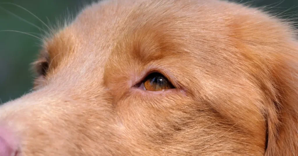 Close-up of Fanta's amber eye, illustrating how dogs see the world through their own unique kind of vision