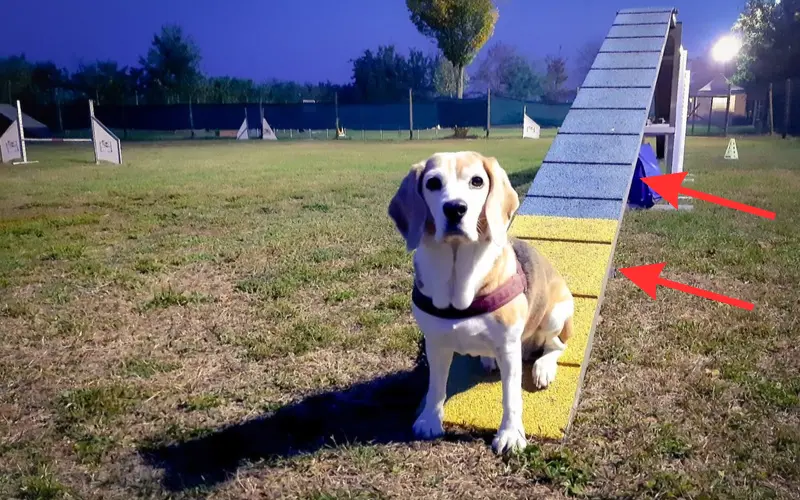 Diana sitting on a two-tone yellow and blue agility dog walk plank at dusk, with red arrows marking each color zone