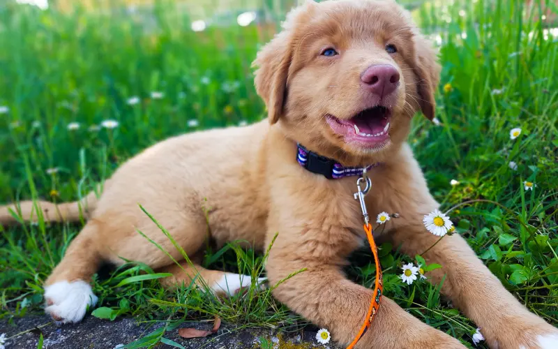 Fanta as a young puppy lying in the grass among small daisies, wearing a colorful collar attached to a thin, lightweight orange leash
