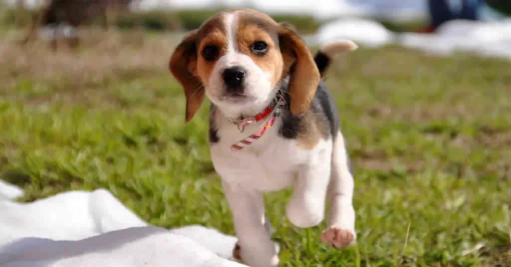 Beagle puppy wearing a thin red and white collar and running happily through a garden, illustrating how to get a puppy used to a collar and leash through play