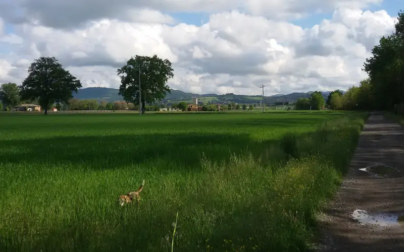 Diana on a long line, deeply focused on a scent trail across a green field with hills and a cloudy sky in the background
