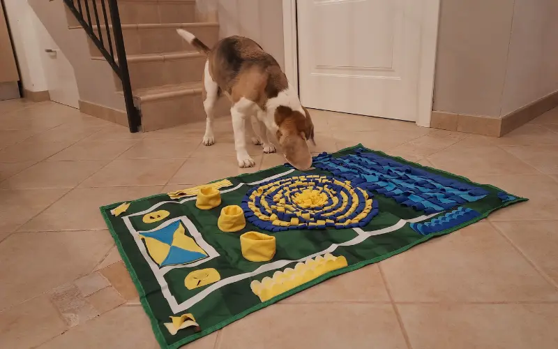 Diana sniffing a colorful green, yellow, and blue snuffle mat on the living room floor, working out where treats were hidden