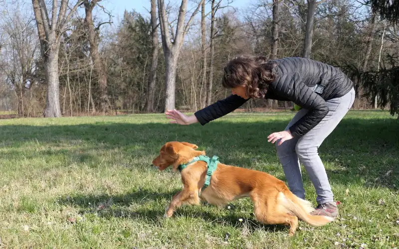 Simona, bent forward in a wooded winter setting, sends Fanta, wearing a green harness, out to retrieve a training dummy