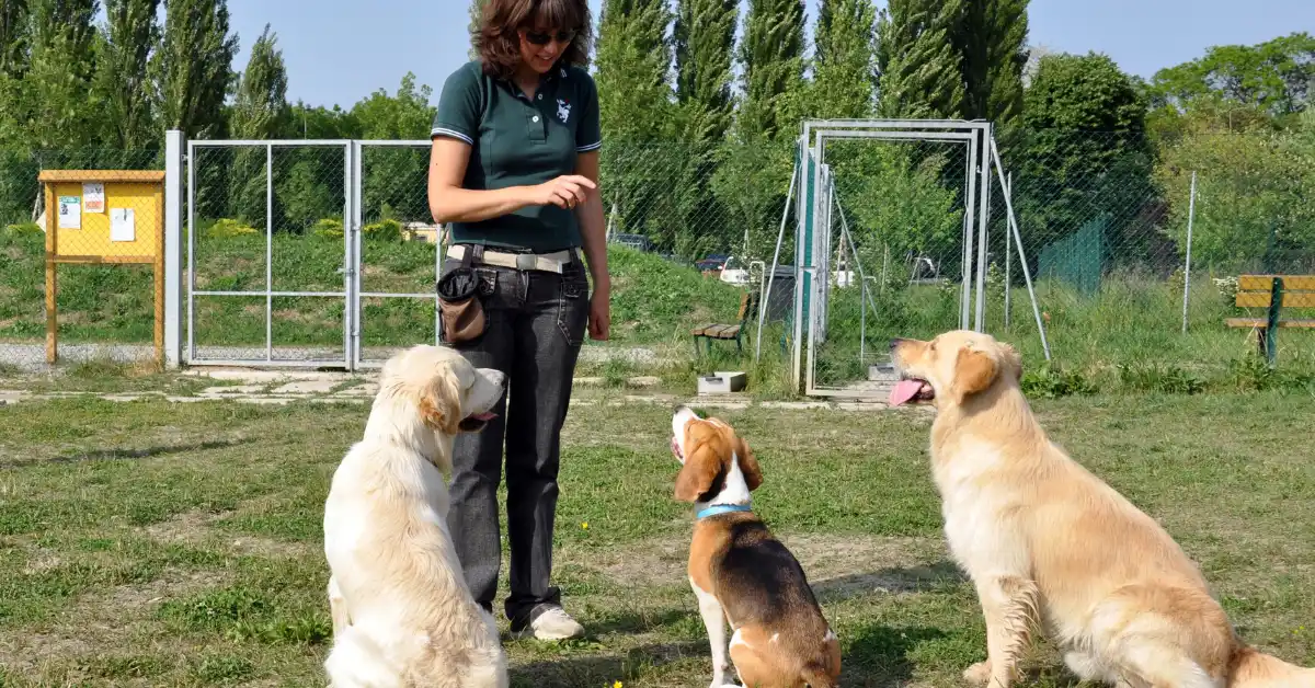 Two Golden Retrievers and a young Beagle sitting together during an obedience session, illustrating the mental hierarchy behind the question is my dog dumb