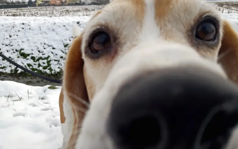 Diana's black nose and dark eyes in close-up against a snowy countryside, near the muzzle area involved in reverse sneezing