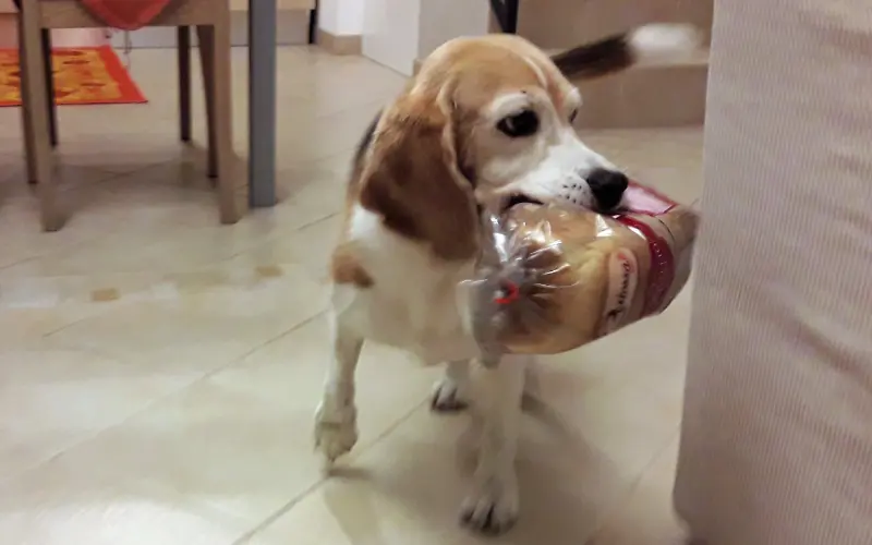 Beagle walking through the living room holding a sealed loaf of sliced bread in her mouth