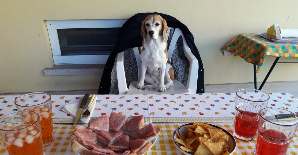 Beagle sitting calmly beside an outdoor table lined with toxic foods for dogs, including chips, salami, and alcoholic drinks
