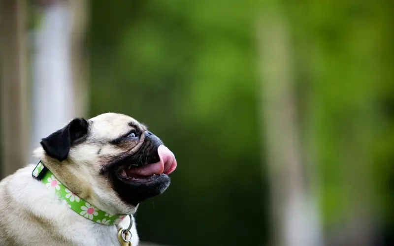 Light-coated Pug looking up with mouth open, a brachycephalic breed more prone to reverse sneezing