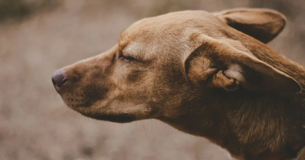 Golden-brown dog with head raised and ears pulled back, a posture close to reverse sneezing in dogs