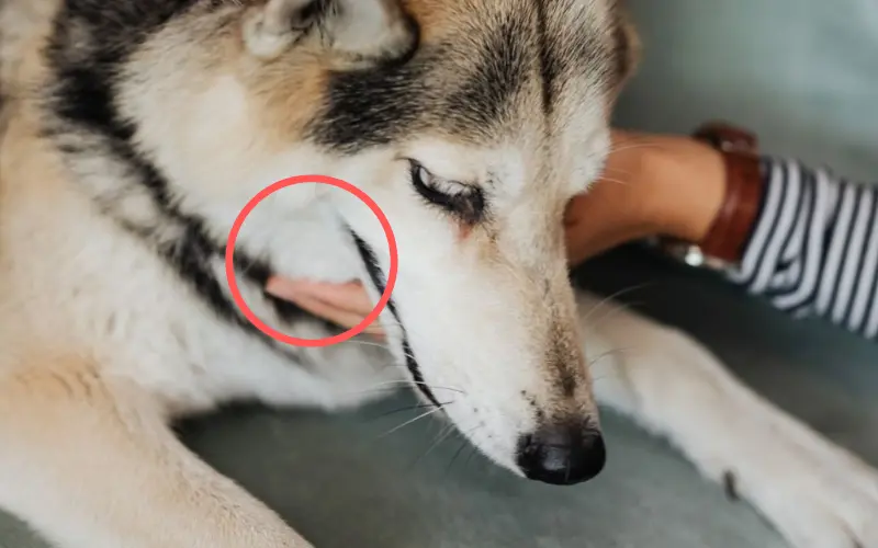 Owner's hand resting under a husky-type dog's jaw, with the throat area circled to show where to massage during reverse sneezing