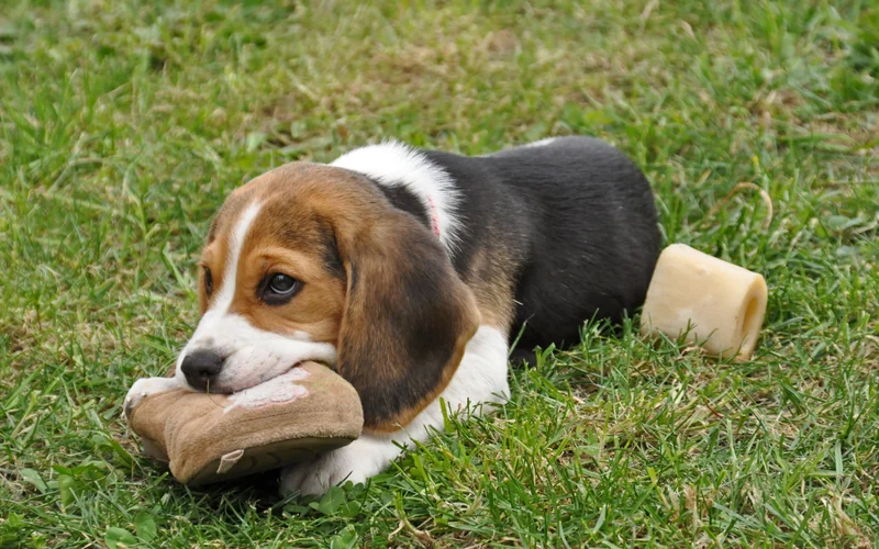Beagle puppy lying on the grass with a slipper in her mouth and a chew bone beside her