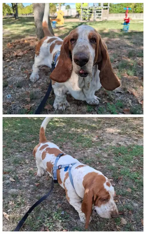 Basset Hound photographed at eye level, then walking on the grass with a blue harness and dark leash