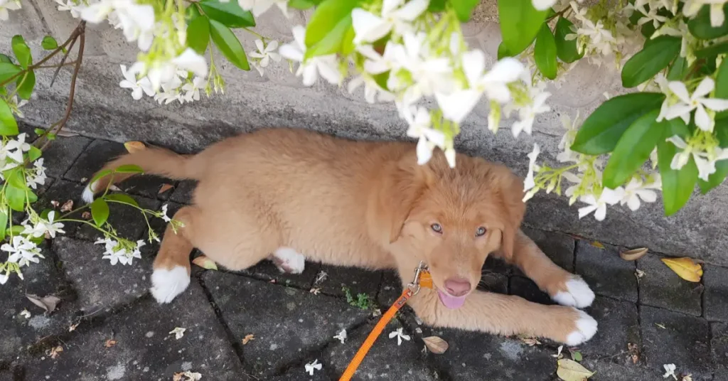 Young puppy lying on the pavement on an orange leash, a common moment when a dog refuses to walk