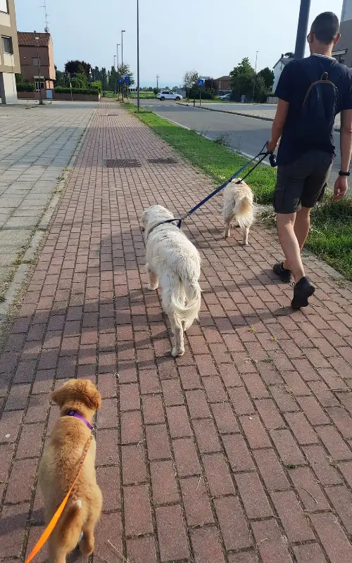 Toller puppy on an orange leash following two Golden Retrievers and their walker along a red brick sidewalk