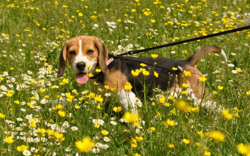Young Beagle in profile on a dark leash in a green meadow covered in yellow buttercups