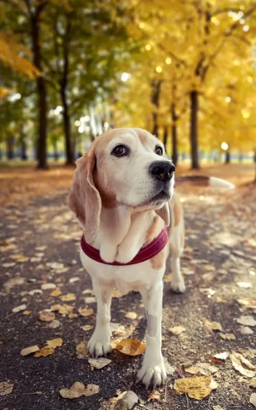 Diana the Beagle in a burgundy harness on a leaf-covered path in autumn, tilting her muzzle with a sweet, attentive expression