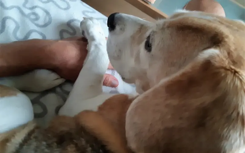 Close-up of Diana the Beagle resting her muzzle on her owner while his hand gently holds her paw on a light blanket