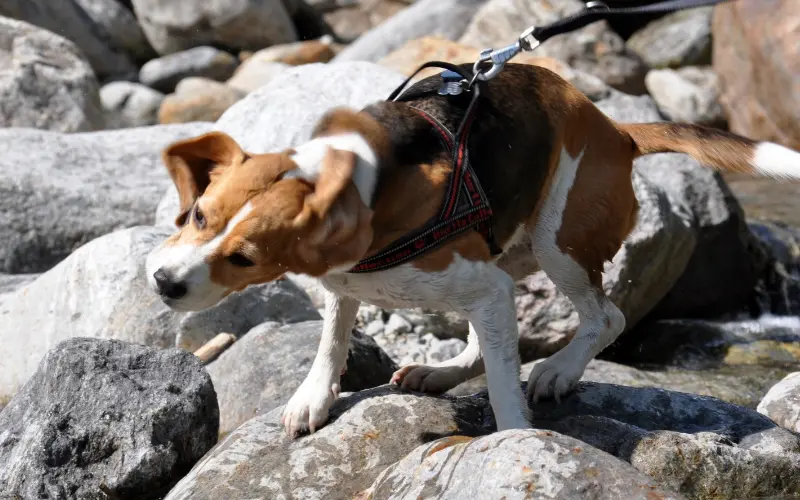 Diana the Beagle in a black and red harness shaking water off her coat while balanced on large gray river rocks
