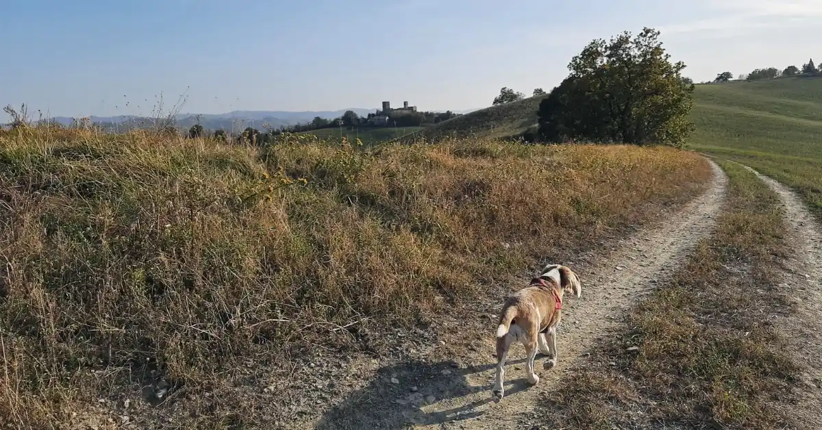 Diana the Beagle seen from behind, walking away down a dry dirt trail, an image of what losing a dog feels like
