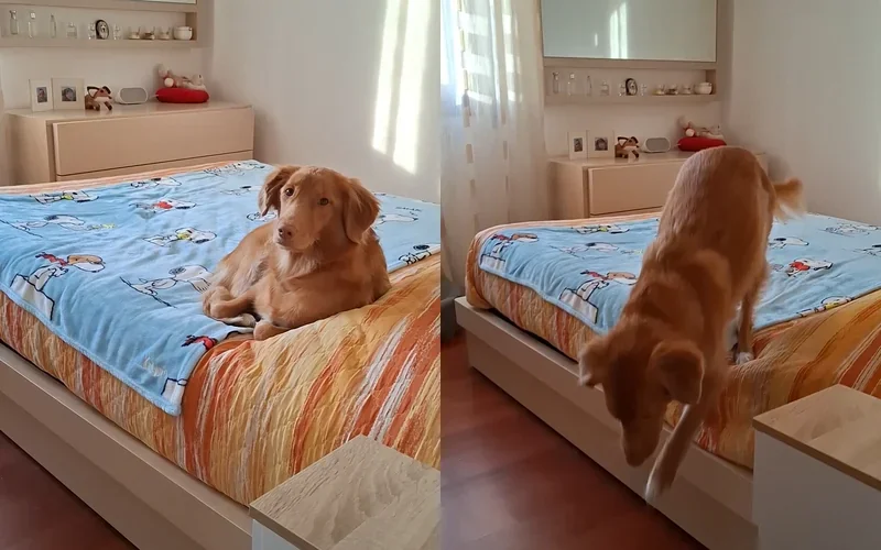 Two side-by-side photos of a Toller resting on a bed, then hopping down to the floor