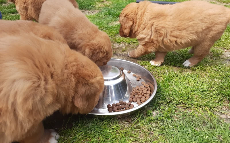 Toller puppies eating kibble together from one wide steel bowl on the grass