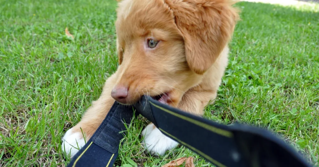 Nova Scotia Duck Tolling Retriever puppy biting a camera strap on the grass, a typical moment for owners learning how to stop puppy biting