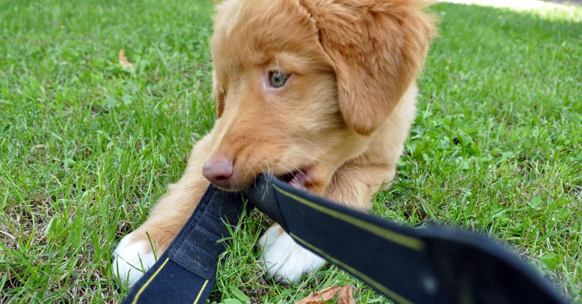 Nova Scotia Duck Tolling Retriever puppy biting a camera strap on the grass, a typical moment for owners learning how to stop puppy biting