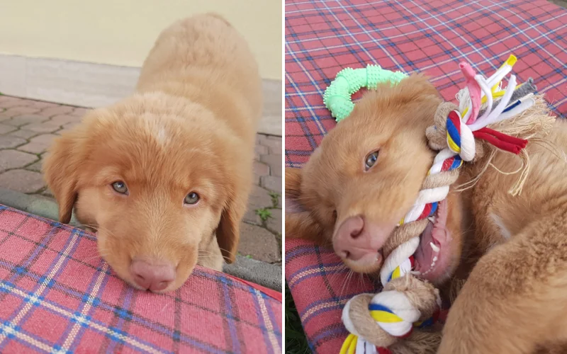 Side-by-side photos of a Duck Tolling Retriever puppy biting the edge of a plaid cot, then chewing a braided rope toy on the same cot