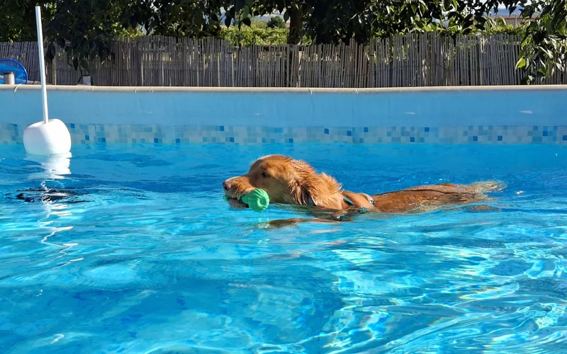 Nova Scotia Duck Tolling Retriever swimming back with a small rubber toy in her mouth