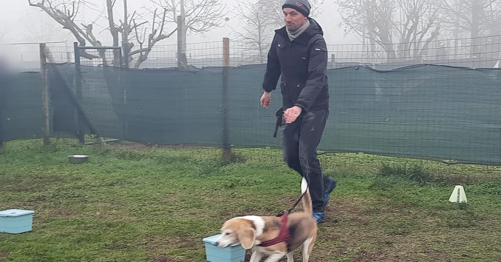 Trainer following a Beagle racing past blue scent boxes, a moment that can leave you frustrated with dog training