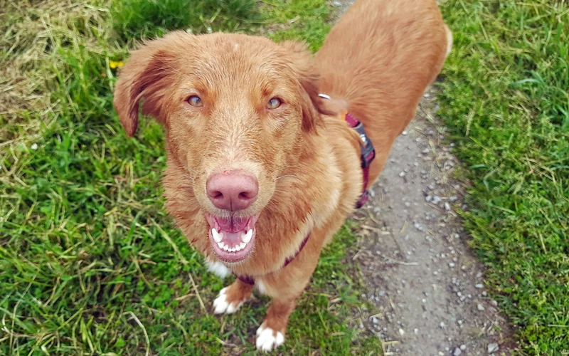 Smiling Nova Scotia Duck Tolling Retriever looking up while standing calmly on a path