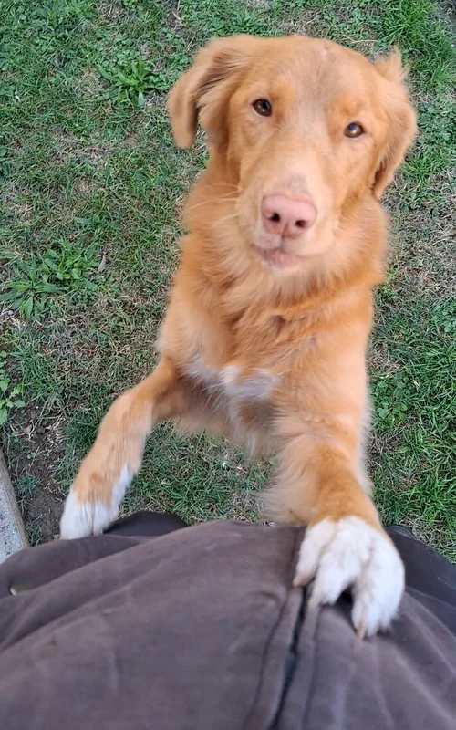 Nova Scotia Duck Tolling Retriever standing on her hind legs with her front paws on a person