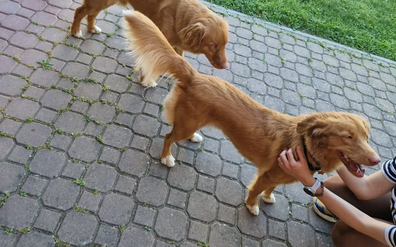 Visitor crouching to greet a Toller at her level, which helps stop a dog from jumping on people