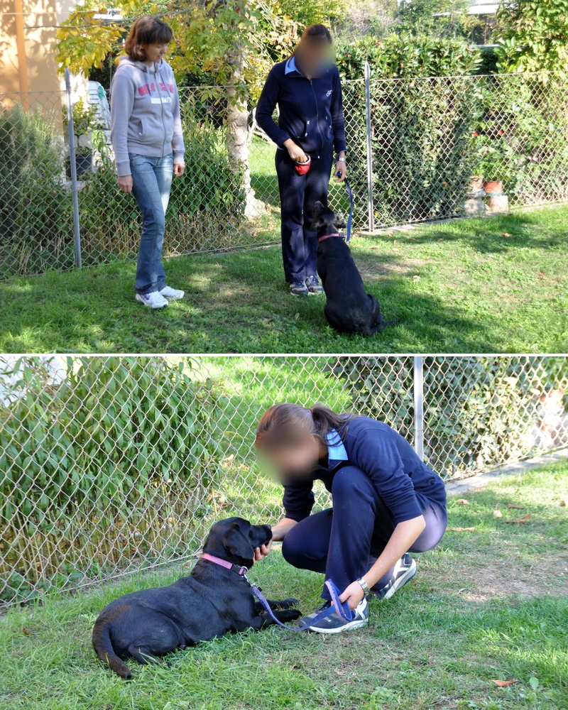 Black Labrador puppy sitting in front of two women, then lying down calmly beside her owner