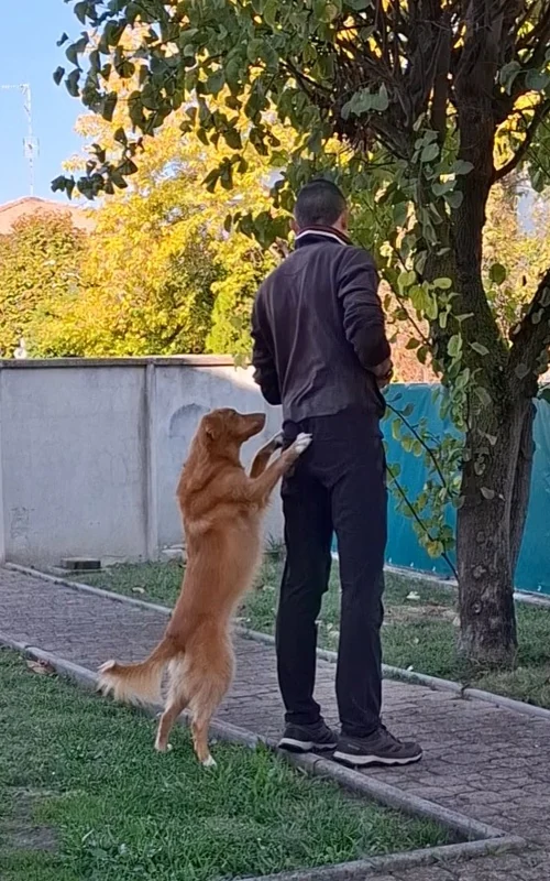Man turning his back on a Toller who tries to jump up, a simple way to stop a dog from jumping on people