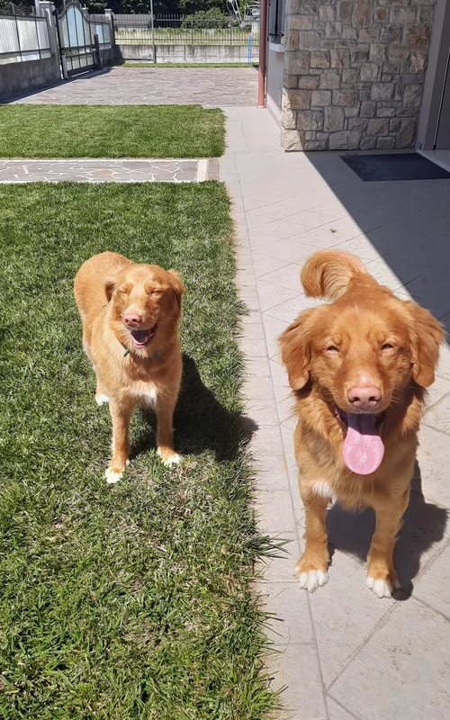 Two Nova Scotia Duck Tolling Retrievers standing calmly in a sunny yard