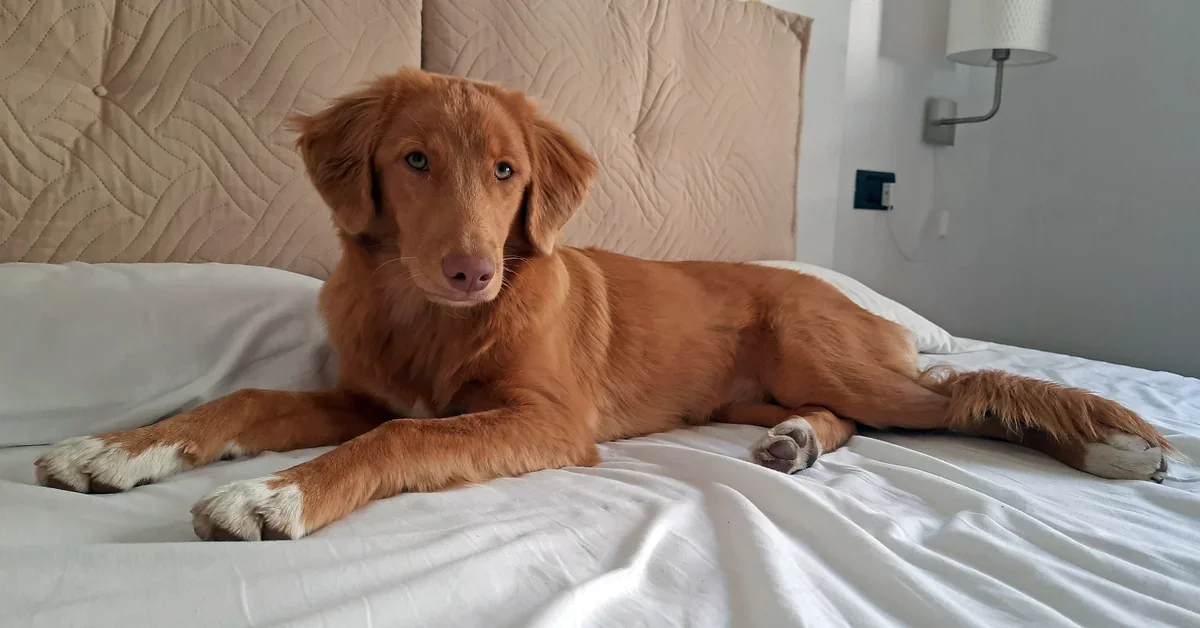 Is it bad to let your dog sleep in your bed? A young red Toller lies calmly on a white duvet