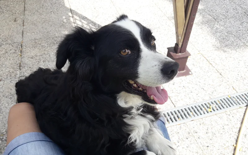 Black and white Border Collie resting calmly on a person's lap outdoors