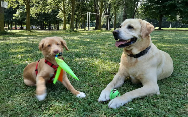 Toller puppy holding a green toy next to a relaxed yellow Labrador resting with his own ball in a park